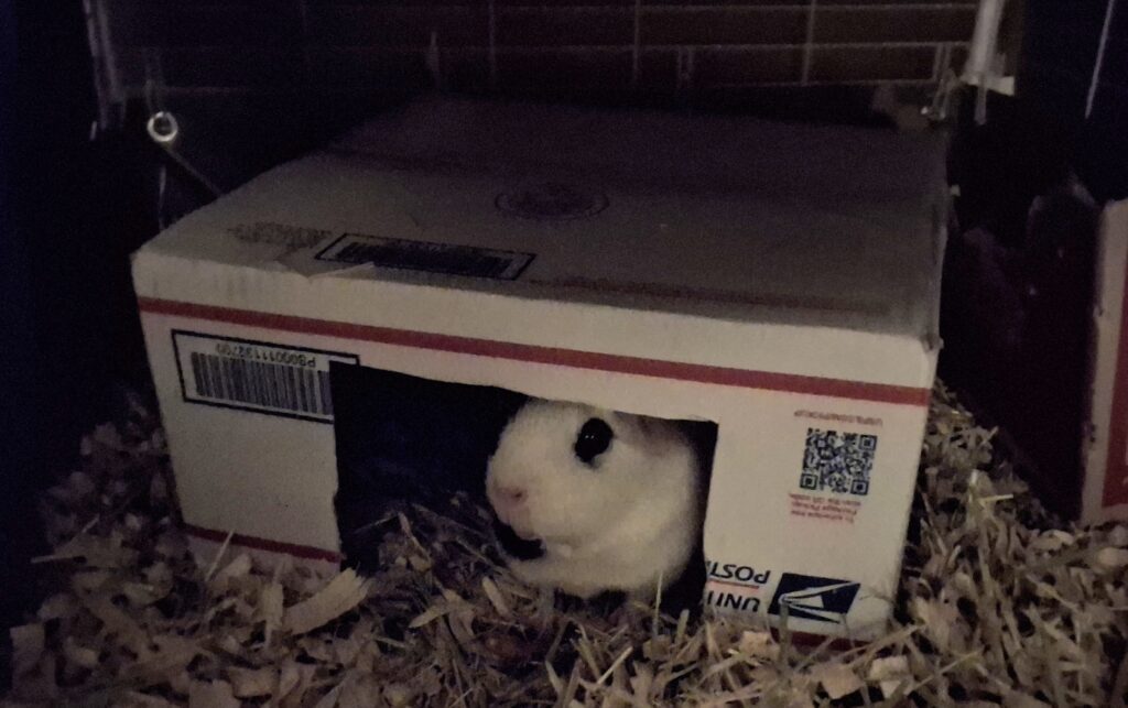 guinea pig