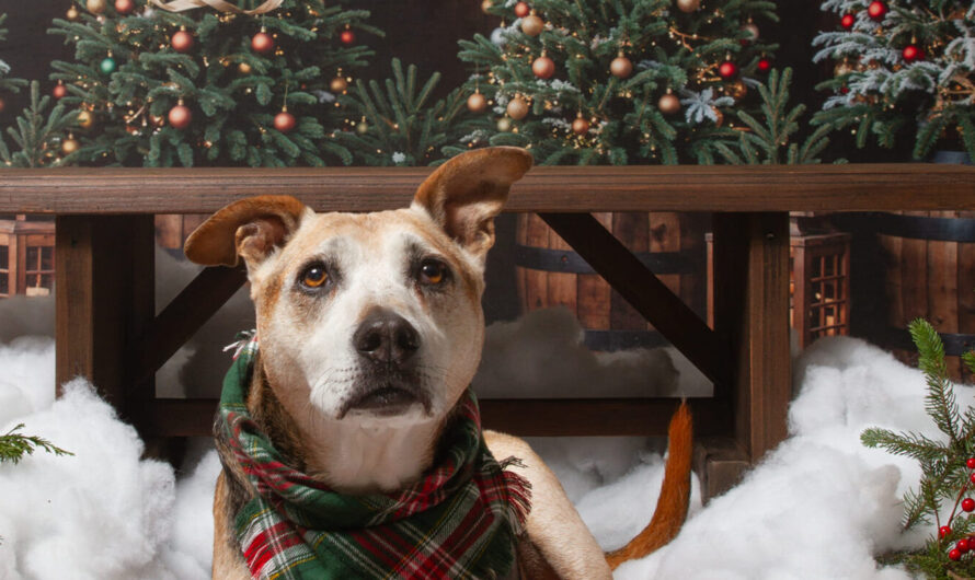 Megan Will Help You Donate to Pet Shelters