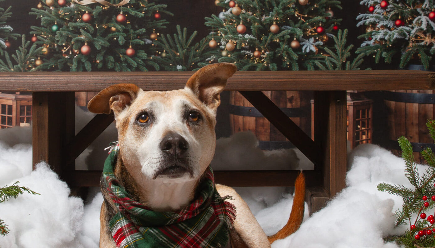 pet sitting by megan pet shelter donations